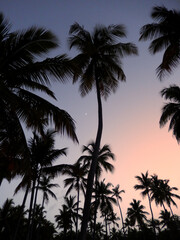 Fototapeta na wymiar palm trees at sunset before night starts in the Caribbean