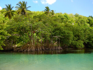 Tropical mangrove with palms and crystal clear water stream canal at a Dominican beach