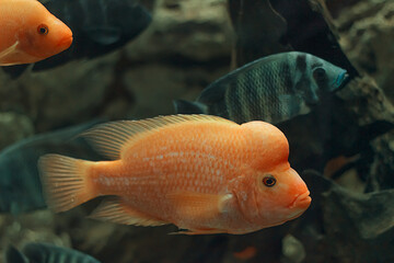Big fish Cichlasoma labiatum in a large aquarium.	
