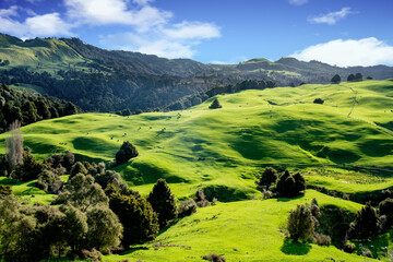 Lush agricultural countryside of New Zealand