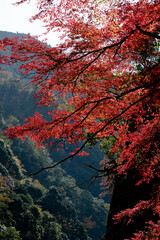 Maple trees in Kyoto's mountain are in red. A view of autumn in Japan.