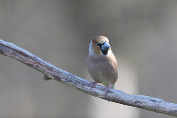 common European Hawfinch Coccothraustes coccothraustes in close view in woodland
