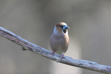 common European Hawfinch Coccothraustes coccothraustes in close view in woodland