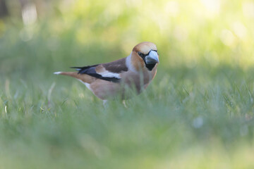 common European Hawfinch Coccothraustes coccothraustes in close view in woodland