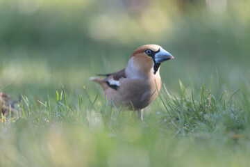 common European Hawfinch Coccothraustes coccothraustes in close view in woodland