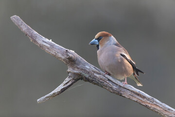 common European Hawfinch Coccothraustes coccothraustes in close view in woodland