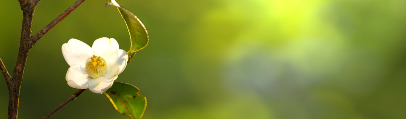 beautiful white flowers of Taiwan Camellia, Taiwan