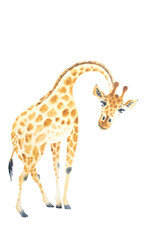 A poster with a baby giraffe. Watercolor giraffe animal illustration isolated in white background.
