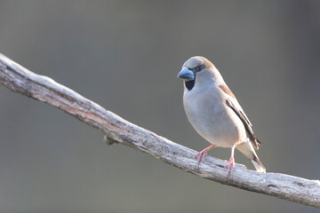common European Hawfinch Coccothraustes coccothraustes in close view in woodland