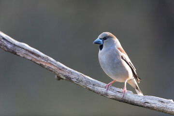 common European Hawfinch Coccothraustes coccothraustes in close view in woodland