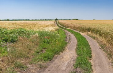 Fototapeta na wymiar Summer landscape with an earth road between wheat fields near Dnipro city, central Ukraine