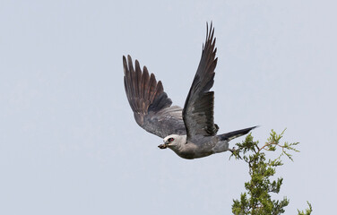 Mississippi kite with its prey