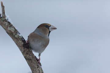 common European Hawfinch Coccothraustes coccothraustes in close view in woodland