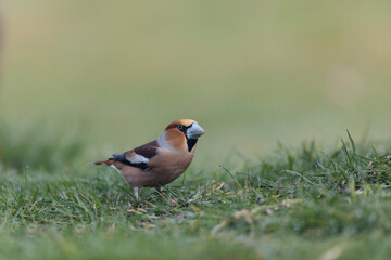Fototapeta premium common European Hawfinch Coccothraustes coccothraustes in close view in woodland