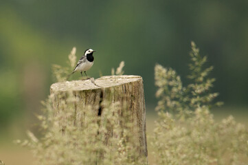 Bachstelze (Motacilla alba)