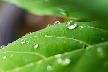 Macro closeup of Beautiful fresh green leaf with drop of water after the rain in morning sunlight nature background.