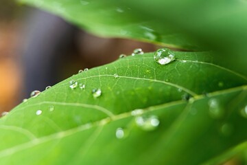 Macro closeup of Beautiful fresh green leaf with drop of water after the rain in morning sunlight nature background.