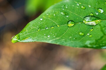 Macro closeup of Beautiful fresh green leaf with drop of water after the rain in morning sunlight nature background.