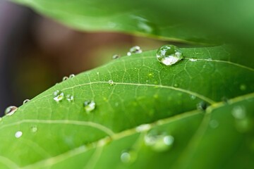 Macro closeup of Beautiful fresh green leaf with drop of water after the rain in morning sunlight nature background.