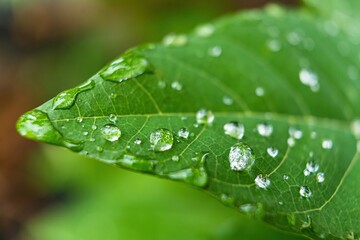 Macro closeup of Beautiful fresh green leaf with drop of water after the rain in morning sunlight nature background.