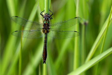 Falkenlibelle oder auch Gemeine Smaragdlibelle (Cordulia aenea)