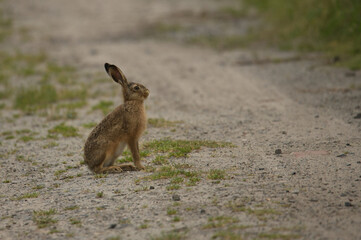 Feldhase (Lepus europaeus)