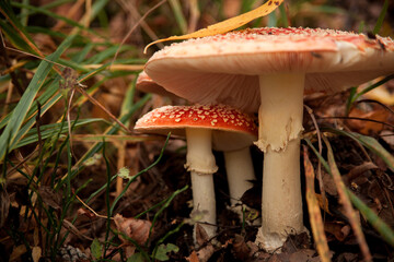 mushrooms of different sizes. three orange mushrooms. small and large fly agarics. mushrooms in autumn. the fly agaric family