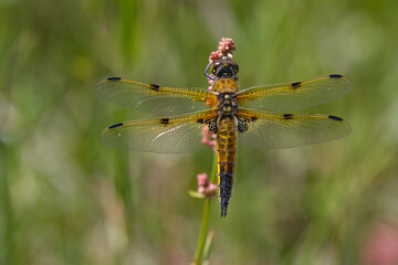 Vierfleck (Libellula quadrimaculata)