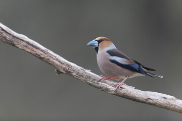 Obraz premium common European Hawfinch Coccothraustes coccothraustes in close view in woodland