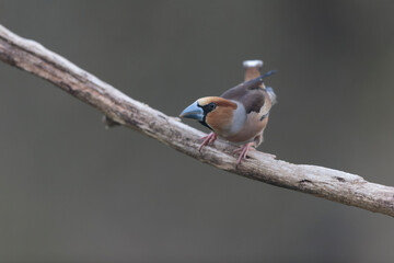 common European Hawfinch Coccothraustes coccothraustes in close view in woodland