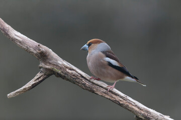 common European Hawfinch Coccothraustes coccothraustes in close view in woodland
