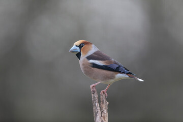 common European Hawfinch Coccothraustes coccothraustes in close view in woodland
