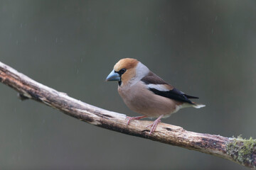 common European Hawfinch Coccothraustes coccothraustes in close view in woodland