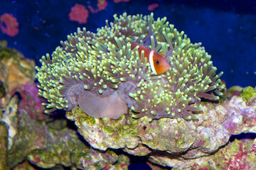 Amphiprion nigripes, Maldive anemonefish or blackfinned anemonefish, a Clown Fish species, inside a Ritteri or Magnificent sea anemone, Heteractis magnifica