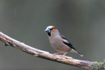 common European Hawfinch Coccothraustes coccothraustes in close view in woodland