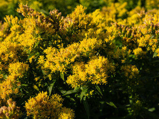 Goldenrod (Solidago) hybrid cultivar 'Golden Mosa' - lovely perennial that bears abundant, fluffy conical panicles of brilliant yellow flowers