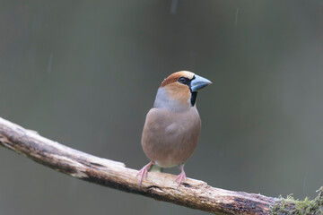 common European Hawfinch Coccothraustes coccothraustes in close view in woodland