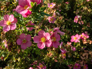 Shrubby cinquefoil (Pentaphylloides fruticosa) 'Lovely pink' is a bushy deciduous shrub with small, pinnate leaves and deep pink flowers in summer and autumn