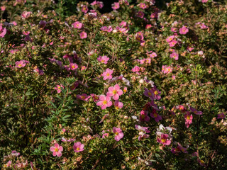Shrubby cinquefoil (Pentaphylloides fruticosa) 'Lovely pink' is a bushy deciduous shrub with small, pinnate leaves and deep pink flowers in summer and autumn - obrazy, fototapety, plakaty