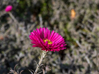 Macro shot of a single, purple-red, semi-double daisy-like flower of (Aster dumosus) 'Jenny' with pale, blurred background