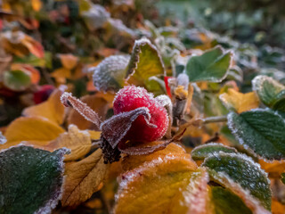 Macro shot of beautiful red rosehip fruits (rosa rugosa) covered with white early morning frost. Shot at the end of autumn