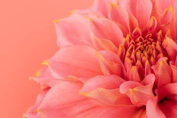 Pink, yellow and white fresh dahlia flower macro photo on pink background. Picture in color emphasizing the light different colours and yellow white highlights. Mother day background.