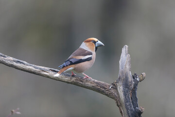 common European Hawfinch Coccothraustes coccothraustes in close view in woodland
