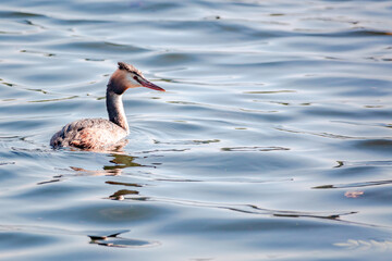 great crested grebe