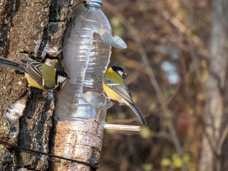 Great tits visiting bird feeder from reused plastic bottle hanging in the tree full with grains....