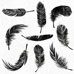 Black feather element vector set © Rawpixel.com