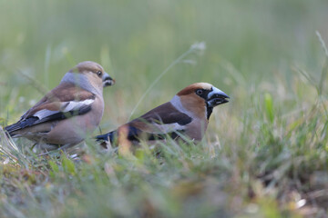 common European Hawfinch Coccothraustes coccothraustes in close view in woodland