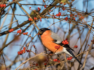 Beautiful shot of adult, male Eurasian bullfinch (Pyrrhula pyrrhula) with red underparts sitting on branches of shrub and eating red fruits in sunlight in winter. Fruit in beak of a bird