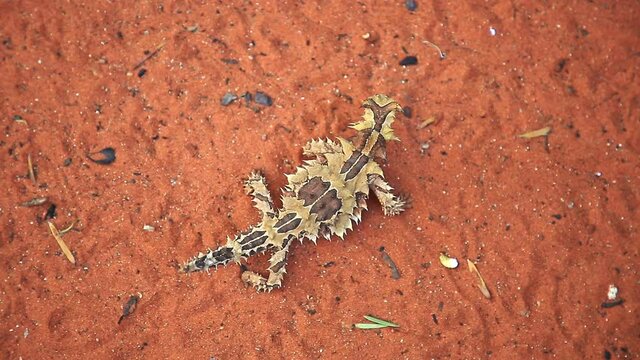 top view of Thorny devil, Moloch horridus, on red sand in Desert Park at Alice Springs, Northern Territory, Central Australia. Insectivorous, they feed on small ants.