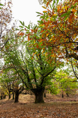 Fototapeta na wymiar Colorful autumn forest landscape. Fall season in Albania.
